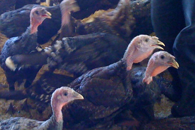 Heritage turkeys in Sonoma