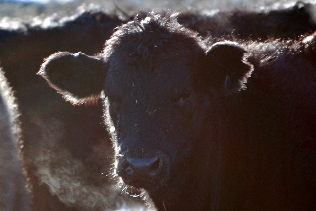 Beef cattle in a feedlot